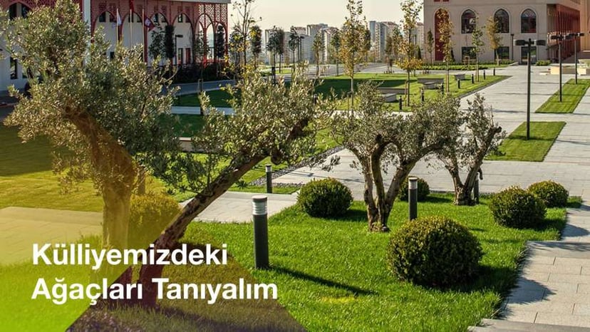 Külliyemizdeki Ağaçları Tanıyalım